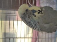 Show jumbo erkek muhabbet kuşu