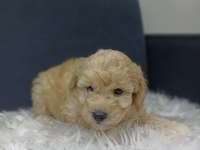 MALTİPOO BEBEKLER