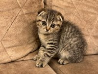Scottish fold kedimize yuva arıyoruz