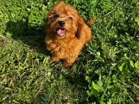 sağlık ve ırk garantili poodle yavrular