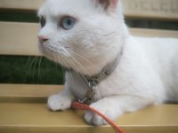 British Shorthair Oğlumuz Mia