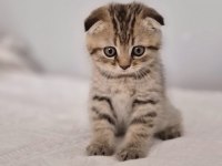 18 nisan doğumlu scottish fold erkek