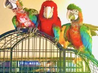 Mavi Kırmızı Hibrit bebek macaw
