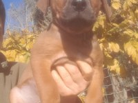 Erkek Presa Canario Yavru