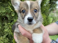 Türkiyede TEK Corgi Bebekler