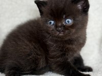 British Shorthair Kızımıza Yuva