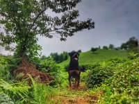 Koca Kafa Rottweiler