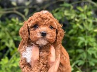 Minik ve Şirin Teacup Maltipoo
