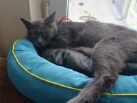 Çok güzel bir british shorthair oğlan