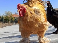 2 adet buff coco+ 3 adet brahma tavuk ve horozlar