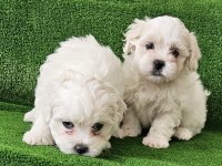 Teacup maltese terrier yavrular