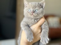 Safkan Oyuncu British Shorthair Yavrum