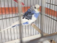 Yetişkin Dişi Muhabbet Kuşu