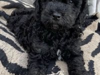 Black Toy Poodle Yeni Ailesini Arıyor