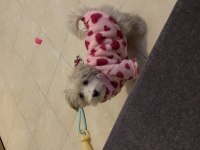 5 aylık maltipoo köpeği