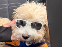 Maltipoo duffy mize onu severek bakacak aile