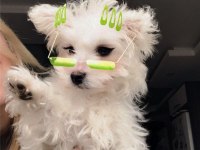 4 aylık malta terrier