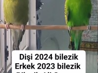 Şov Jumbo Muhabbet Kuşlar