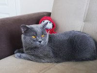 Sahiplendirme british shorthair dişi