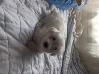 Saf Maltese Terrier Yavruları