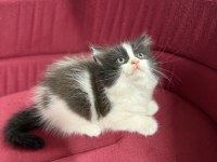 British Longhair Bicolor Sevimli Yavrular
