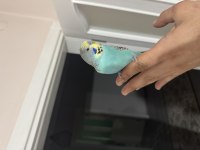 50 Günlük Jumbo Kırığı Muhabbet Kuşu