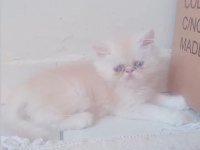 İran chinchilla ve İran persian