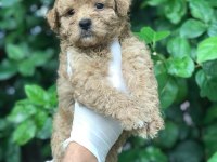 POODLE AYARINDA MALTİPOO BEBEKLER