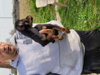Safkan ırk garantili pinscher yavrular