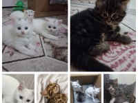 Yavru Kedilere Yuva Arıyoruz
