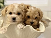 Irkının En Güzel Maltipoo Bebekleri