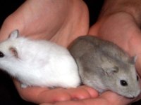 Albino gonzales ve gri gonzales hamster bebek de mevcut