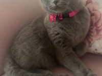 Scottish Fold Kedimizi Sahiplendirme İlanıdır