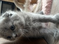 British shorthair yavrularımız yeni yuvalarını bekliyor