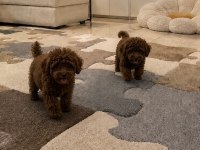 Orjinal Aşılı Toy Poodle Ev Üretimi