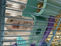 Hamster Yavru