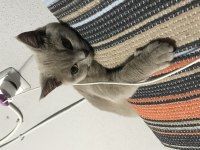 Kedi İlanı Acil British Shorthair
