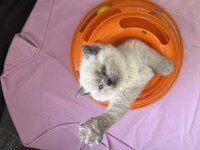 British shorthair kardeşler