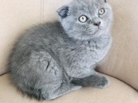 2 aylık scottish fold