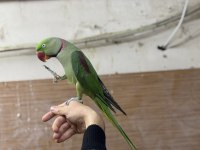 Çok güzel çok konuşan alexander papağanı erkek full evcil