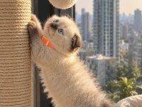 Scottish Fold Chocolate Point