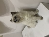 Ücretsiz British longhair