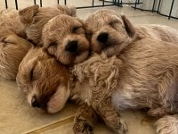 Güzeller güzeli Maltipoo bebişlerimiz