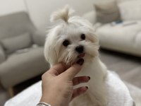 Erkek Sıfır Numara Kore Maltese Yavrum