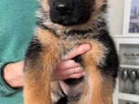 Alman kurdu köpeği yavrularımız