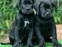 Izin belgeli üretim çiftliğinden cane corso kapıda öde