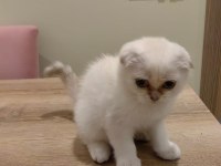 Kırık Kulak Scottish Fold Şekerler