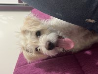 BÜTÜN AŞILARI MEVCUT KÖPEĞİMİZ