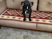 Eğitimli Çipli French Bulldog