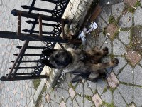Dişi 5 aylık alman kurdu şu anda bile koruma yapıyor